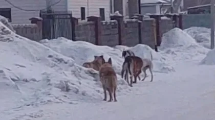 «Бұралқы ит арбадағы балама шап берді»: Астана маңындағы ауыл халқы қаңғыбас иттерден әбден шаршаған