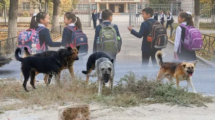 «Бұралқы иттерден қашқан бала мүгедек болып қалды»: қоғам белсендісі БҚО-дағы ауыр оқиғаны баяндады
