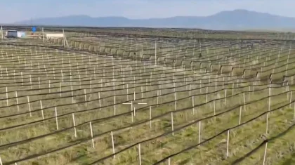 Интенсивті алма бағы: Шымкентте мембағдарлама арқылы жүздеген млн теңге ұрланған