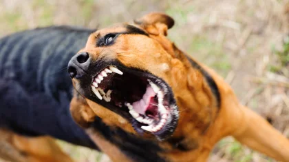 «Итке қалдық беріп асырап, артынан мені қапты деп ренжімеңіз»: зоолог қоғамдағы ит асырау мәдениетін түсіндіріп берді