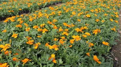 Ауылға серпін берген AMANAT жобасы: Айша бибідегі жерасты жылыжайының табысты тәжірибесі