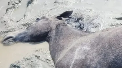 Маңғыстау облысында жүздеген жылқы қырылып қалды