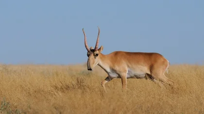 Атырау облысында киіктер жаппай қырылып жатыр