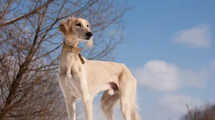 Қазақстанда 8 күннен кейін жаңа мереке пайда болады