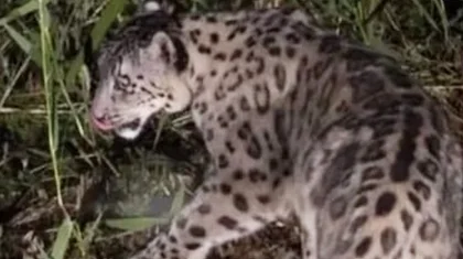 Жетісу облысында сирек кездесетін қар барысы жүр