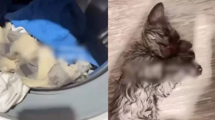 Семейде мысығын кір жуғыш машинаға салып, жуып өлтірген әйелге айыппұл салынды