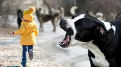 «Емі жоқ»: Қазақстанда былтыр құтырма ауруынан 3 адам көз жұмды