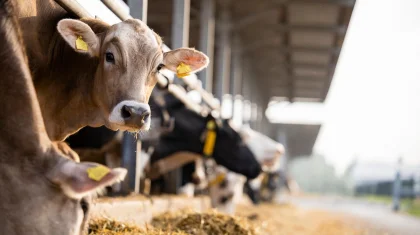 Абай облысында шаруа қожалығының басшысы агробизнеске бөлінген 211 млн теңгені оңды-солды шашқан