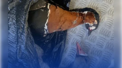 Қызыл кітапқа енген құсты атып алған: Ақмола облысындағы блок-бекетте жүргізуші ұсталды