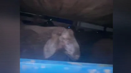 Түркістан облысында 1000-ға жуық мал шетелге заңсыз әкетілмек болған (ВИДЕО)