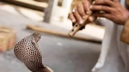 Египеттегі шоуда туристі кобра шағып өлтірді