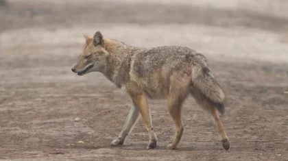 Түркістан облысында шибөрі екі бала мен бір ер адамды талап тастады