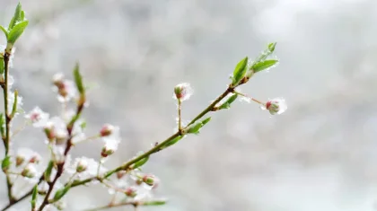 Үсік, нөсер және жел: 29 сәуірде Қазақстанда ауа райы күрт өзгереді