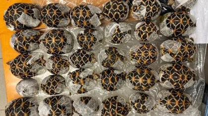 Бортсерік 30 тасбақаны киімінің астына жасырып, шетелге алып өтпек болды