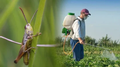 Қазақстанда шегірткеге қарсы өңдеу аумағы бір жылда 900 мың гектарға азайды