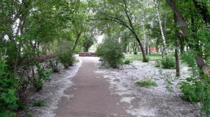 «Қауіпті»: терек мамығына байланысты қазақстандықтарға ескерту жасалды