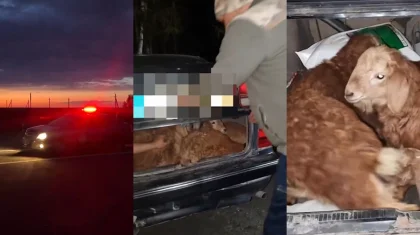 Құрбан айт алдындағы ұрлық: ШҚО-да ер адам көршісінің төрт қойын көлігінің багажына салып алған (ВИДЕО)