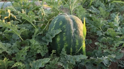 Жетісайда шаруалар жаз шықпай жатып-ақ піскен қарбыздарын жинап жатыр