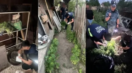 Шахтинск қаласының тұрғыны үйінің ауласын есірткі алқабына айналдырған