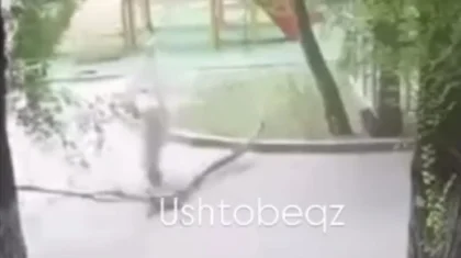 Үштөбеде аулада жүрген жасөспірім қыздың үстіне ағаш бұтағы құлап кетті (ВИДЕО)