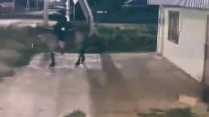 Оралда ер адам бөтен үйдің қорасында тұрған айғырды ұрлап кетті (ВИДЕО)