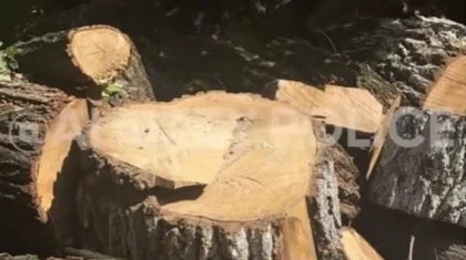 Алматыда жеке кәсіпкер есігінің алдында өсіп тұрған ағашты кесемін деп басы дауға қалды (ВИДЕО)