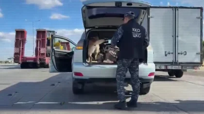 Шу ауданында дронның көмегімен қарасора өсірілген ондаған орын табылды (ВИДЕО)