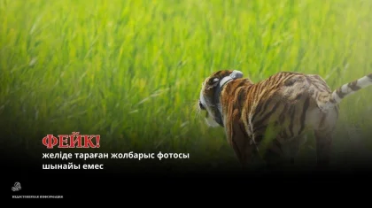 «Іле-Балқашта» жолбарыс жүргені туралы тараған ақпарат жалған болып шықты