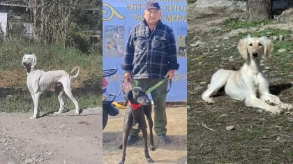 «Тазының күтімі – тазалық»: 40 жыл бойы қазақы тұқымды баптап келе жатқан зейнеткердің сұхбаты
