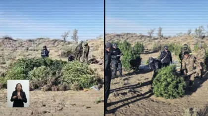 Жамбыл облысында дронның көмегімен ер адамның бүтін бір есірткі алқабын өсіргені анықталды (ВИДЕО)