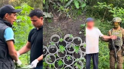 Алматы облысының тұрғыны 881 түп қарасора өсірген (ВИДЕО)