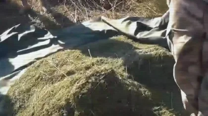 Жамбыл облысында бұрын есірткі үшін сотталған ер адам бір қап марихуаннамен ұсталды