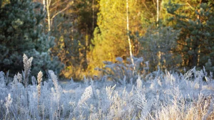 28 қыркүйекте Қазақстанның бірқатар өңірінде үсік жүреді