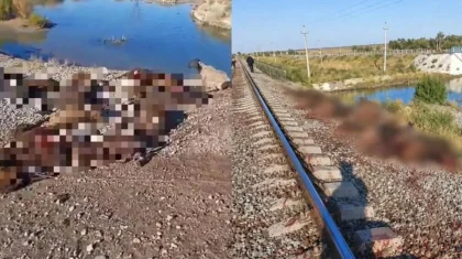 Жамбыл облысында жүк пойызы 70 қойды қағып кетті