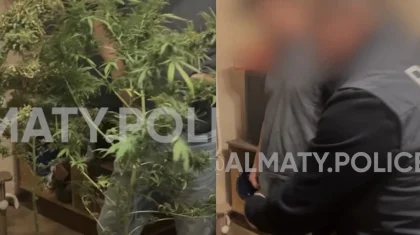 Алматыда пәтерінде қарасора өсірген тұрғын ұсталды (ВИДЕО)