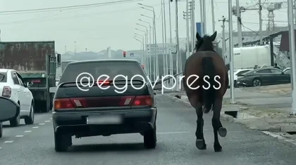 Шымкентте жылқысын көлігінің айнасына байлап алып, «қинаған» ер адамның үйіне полиция келді (ВИДЕО)
