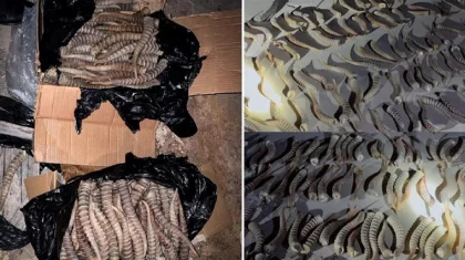 Жүздеген ақбөкенді өлтіріп, мүйізін Қытайға сатпақ болған: ҰҚК сұмдық мәліметті жария етті