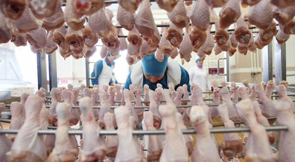 Қазақстан құс етіне импорттық тәуелділікті 35 пайызға дейін азайтты