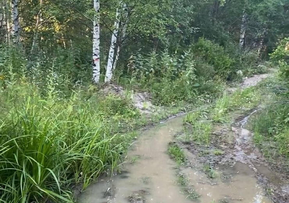 ШҚО-да жоғалып кеткен зейнеткердің денесі орманнан табылды