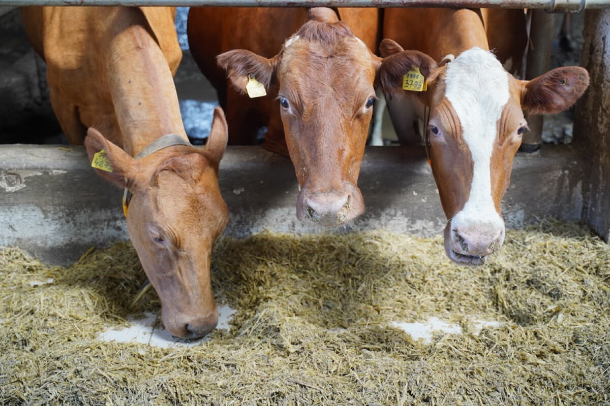 Эмкар крс. Эмкар крс. Эмфизематозный карбункул крупного рогатого скота. Эмфизематозный карбункул крс. Злокачественный отек у коров.