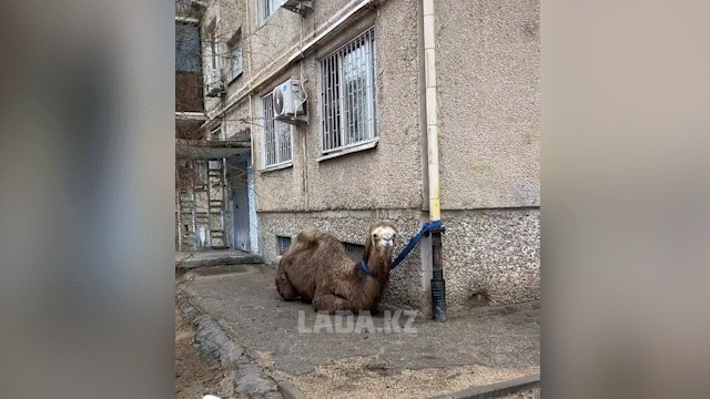 Ақтауда ер адам түйесін көпқабатты үйдің жанына байлап қойған (ВИДЕО)