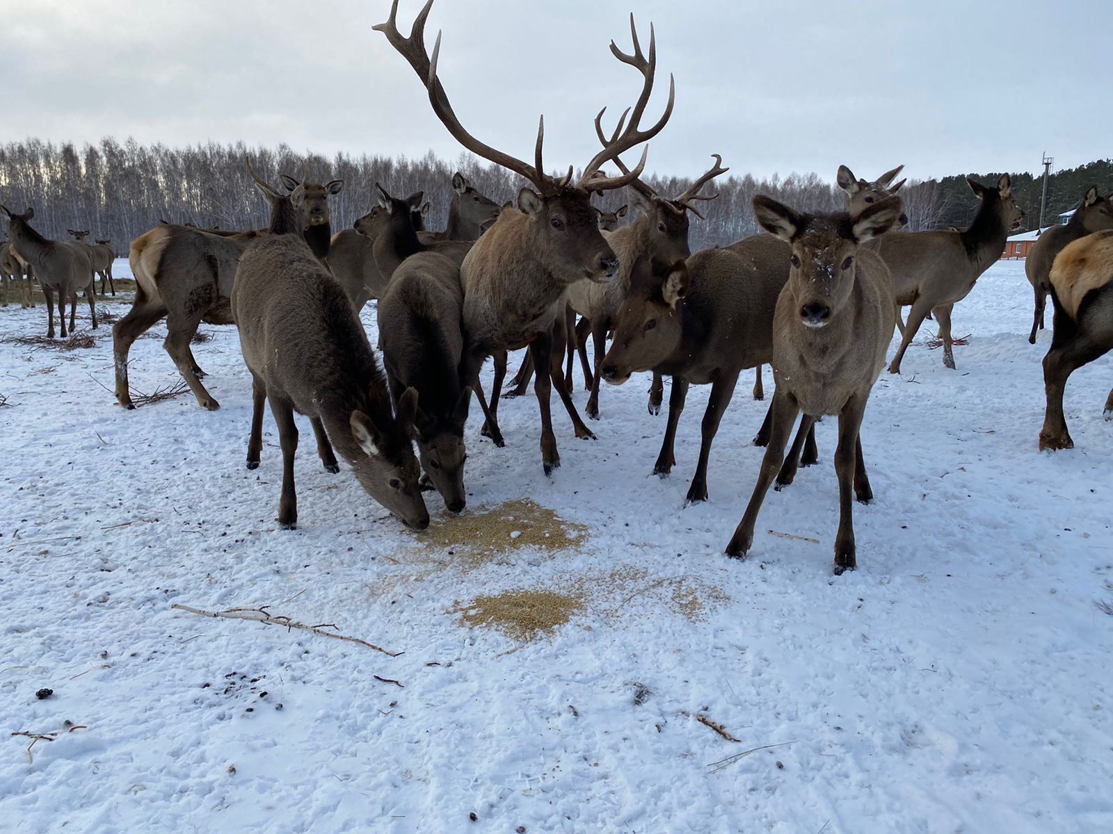 Үлкен жыныс еріндері бар кискадағы мүшесі